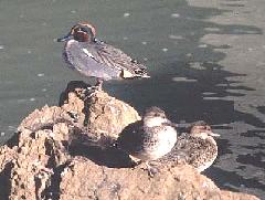 コガモの雄雌（冬鳥）の写真