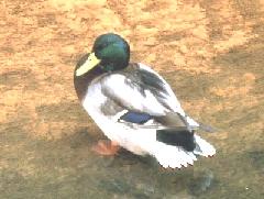 マガモ雄（冬鳥）の写真