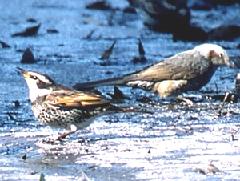 ツグミ（冬鳥）の写真