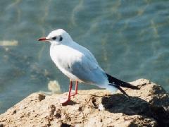 ユリカモメ冬羽（冬鳥）の写真