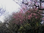 住宅街にある梅林の写真