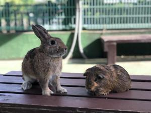 ウサモル