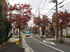 街路樹の写真