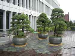 和風庭園エリアの写真