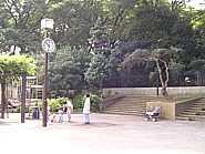 大きな木の写真