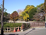 秋の紅葉の写真