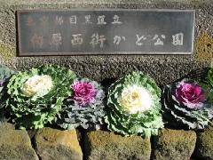 公園入り口の葉牡丹の写真