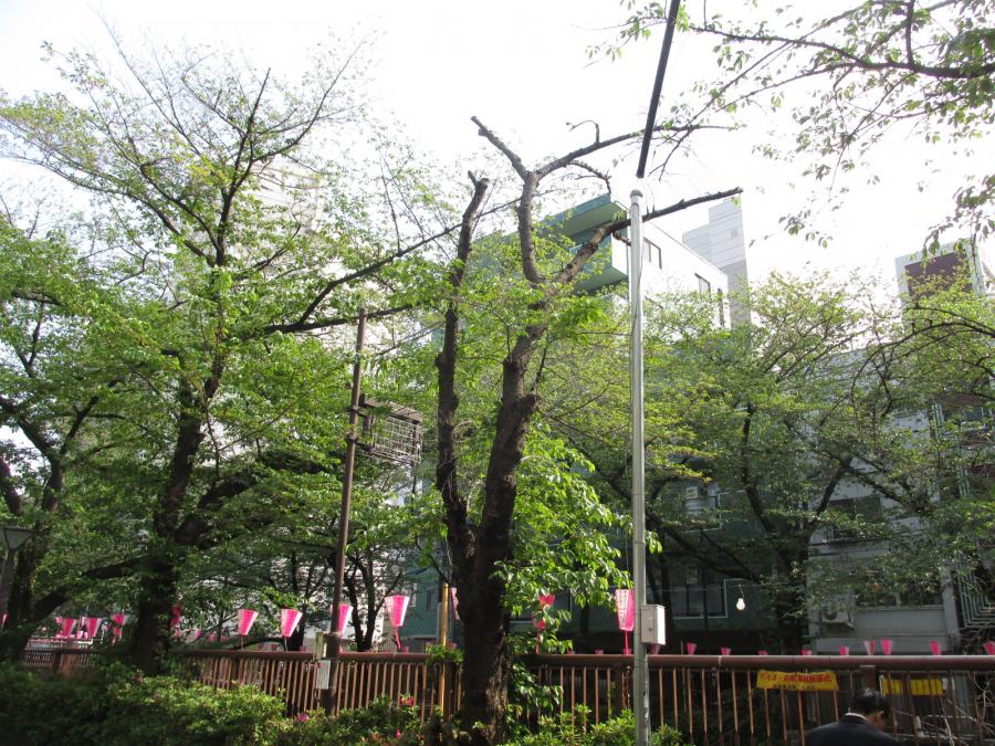 剪定前