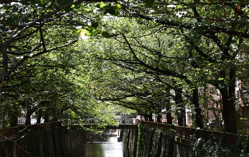 夏の目黒川2