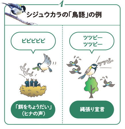 シジュウカラの「鳥語」の例1　ビビビビビは「餌をちょうだい」（ヒナの声）、ツツピ―ツツピ―は縄張り宣言