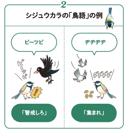 シジュウカラの「鳥語」の例2　ピーツピは「警戒しろ」、ヂヂヂヂは「集まれ」